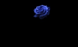 紫色玫瑰的眼泪flash动画