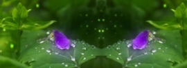 清晨绿植上的露珠flash动画