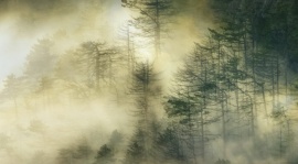 唯美云雾缭绕松树林flash动画
