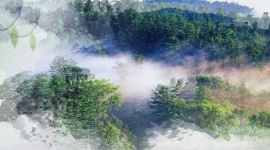 大气烟雾蒙蒙森林背景flash动画