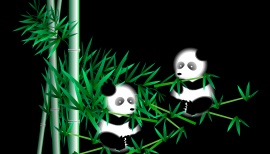 熊猫吃竹子特效flash动画