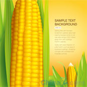 玉米背景图设计矢量