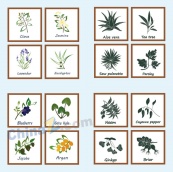 矢量植物图标设计
