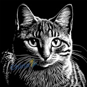 猫咪素描矢量设计素材
