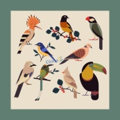 古典彩色鸟类物种矢量模板