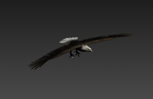 老鹰鸟类模型