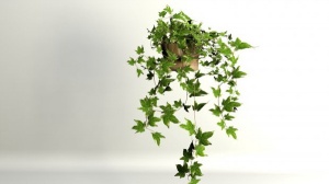 盆栽绿萝3D模型设计