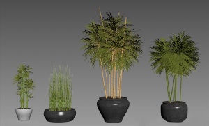 观赏植物盆栽3D模型