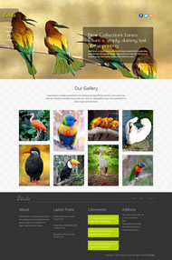 鸟类大全HTML5整站模板