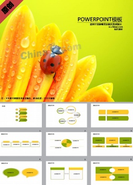 雨后瓢虫花瓣PPT模板下载