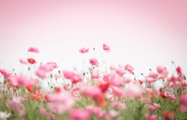 粉红浪漫鲜花PPT背景图片