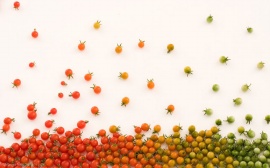 西红柿果蔬PPT背景图片