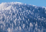 冰天雪地 498