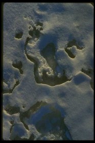 冰雪图片