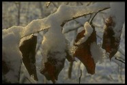 冰天雪地 639