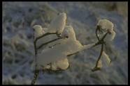 冰天雪地 662