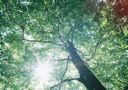 丛林之美 3