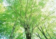 丛林之美 59