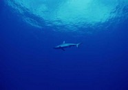 海底世界 112
