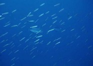 海底世界 130