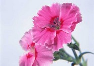 花草特写 116