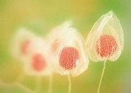 花草特写 144