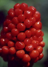 花草特写 637