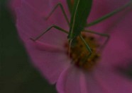 昆虫 33