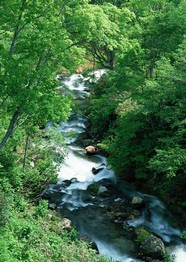 绿树山水 193
