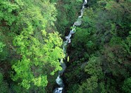 绿树山水 211