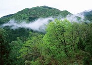 绿树山水 251