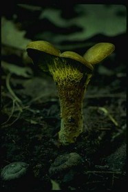 蘑菇图片