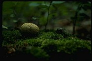 蘑菇图片