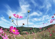 花草特写 2086