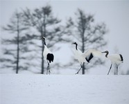 高清日本雪景图片