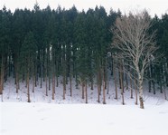 雪地风光高清图片