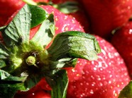 草莓水果图片下载