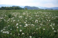 野外花草风景图片下载