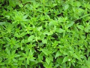 绿色花草素材图片下载