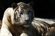非洲凶猛老虎图片下载