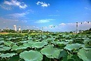 荷花叶子素材图片下载