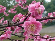 梅花盛开素材图片