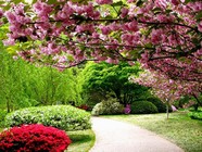 春天桃花图片下载