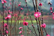 高清桃花素材图片下载