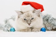 高清圣诞小猫图片下载