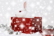 高清圣诞兔子图片下载