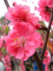 高清桃花素材图片下载