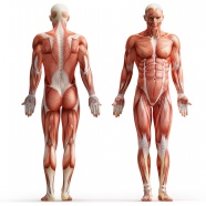 人体肌肉解剖图片下载