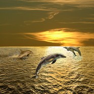 高清可爱海豚图片下载