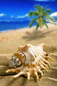 高清沙滩海螺图片下载